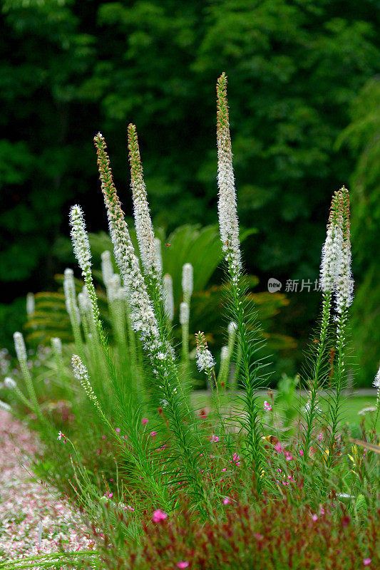 Liatris spicata /耀眼的星星